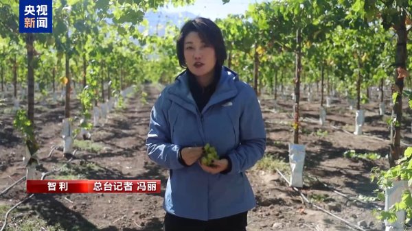 申宝配资 总台记者探访丨应季的水果棘手的关税 智利水果产业“愁”