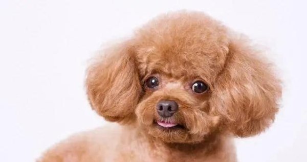 牛策略 泰迪剃毛后躲角落，主人自以为省事，却让狗狗伤心到不想出门