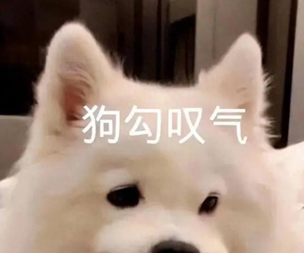 鼎合网 养狗前必看！这6种狗超难伺候，钱多也得当祖宗供着