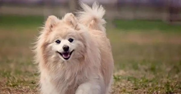 云管家 狗狗太贴心总粘人，5个表现超暖心，铲屎官看了都想哭